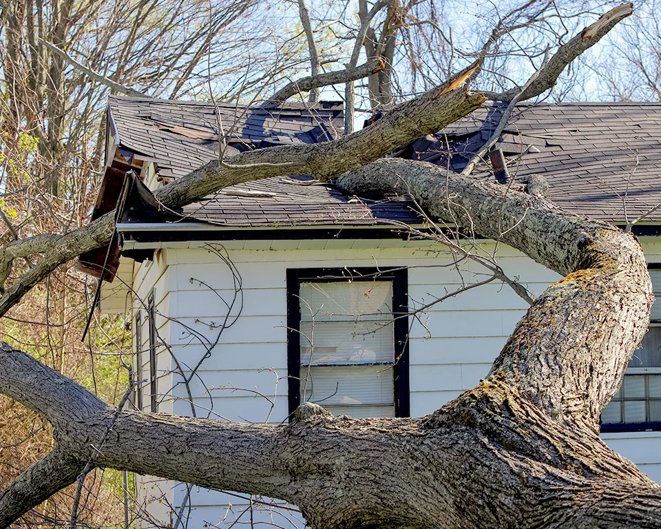 Fallen tree on house roof